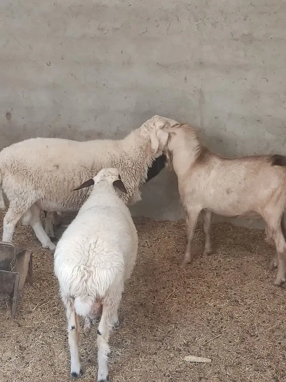 چپیش|حیوانات مزرعه|یزد, |دیوار