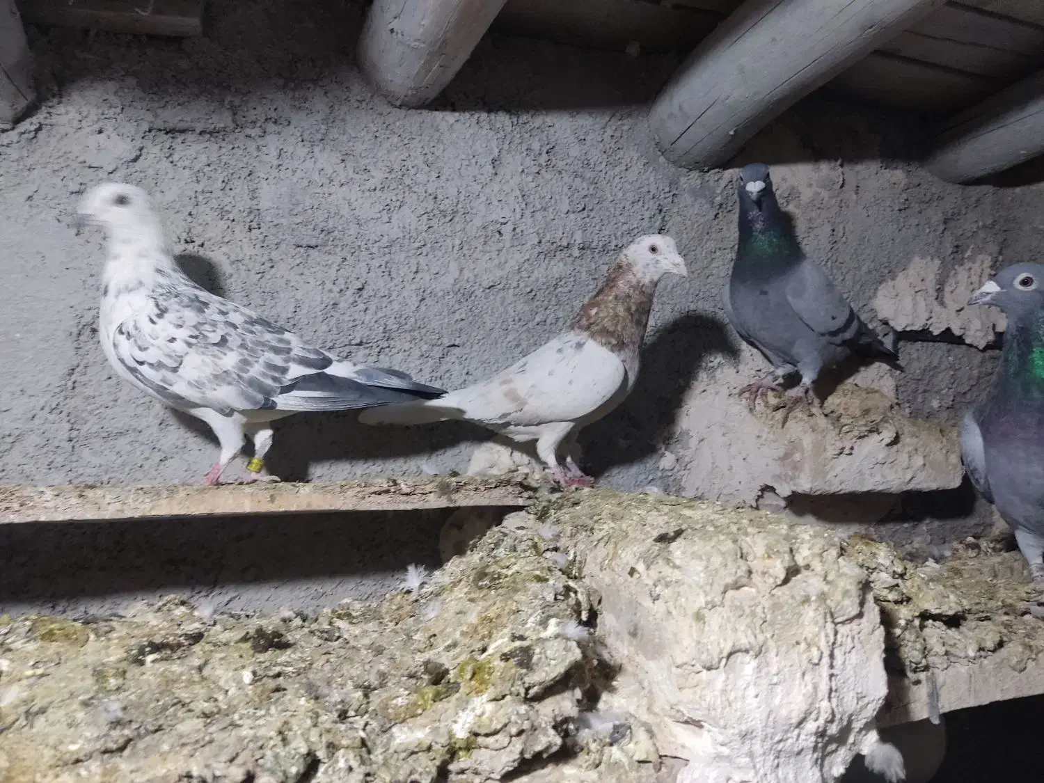 هفت‌رنگ|پرنده|قزوین, |دیوار