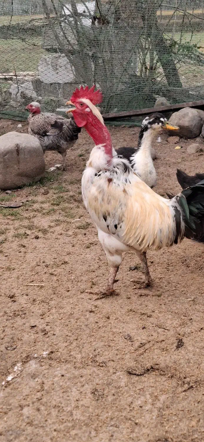 خروس، لاری ، محلی ، گردن لخت|حیوانات مزرعه|شاندرمن, |دیوار