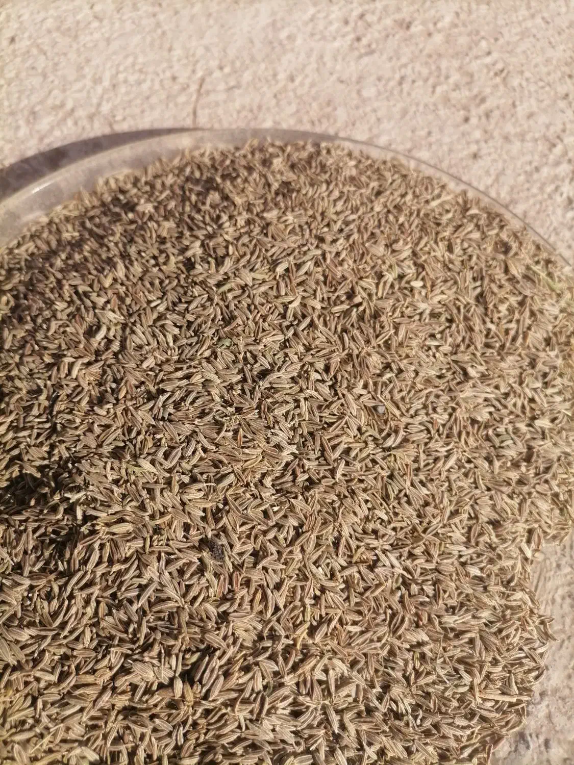 زیره سبزتمیز|خوردنی و آشامیدنی|تربت جام, معدآباد|دیوار