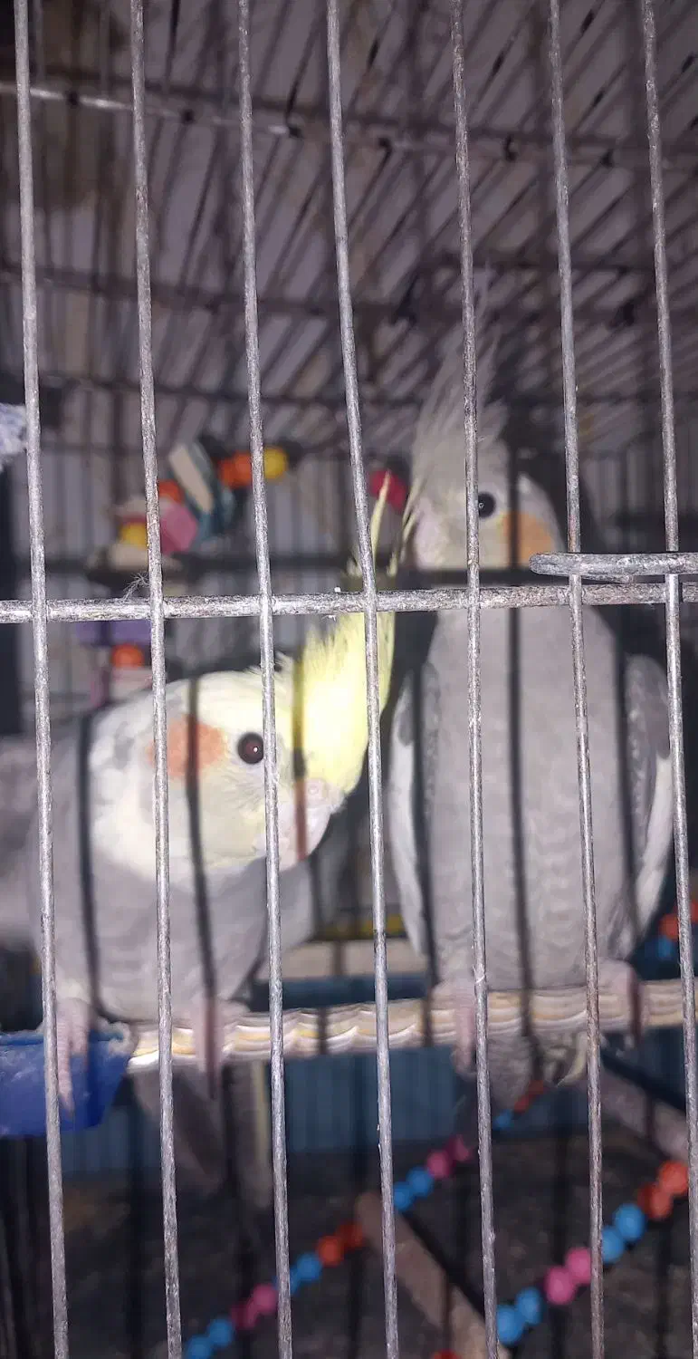 عروس هلندی نروماده|پرنده|آبیک, |دیوار