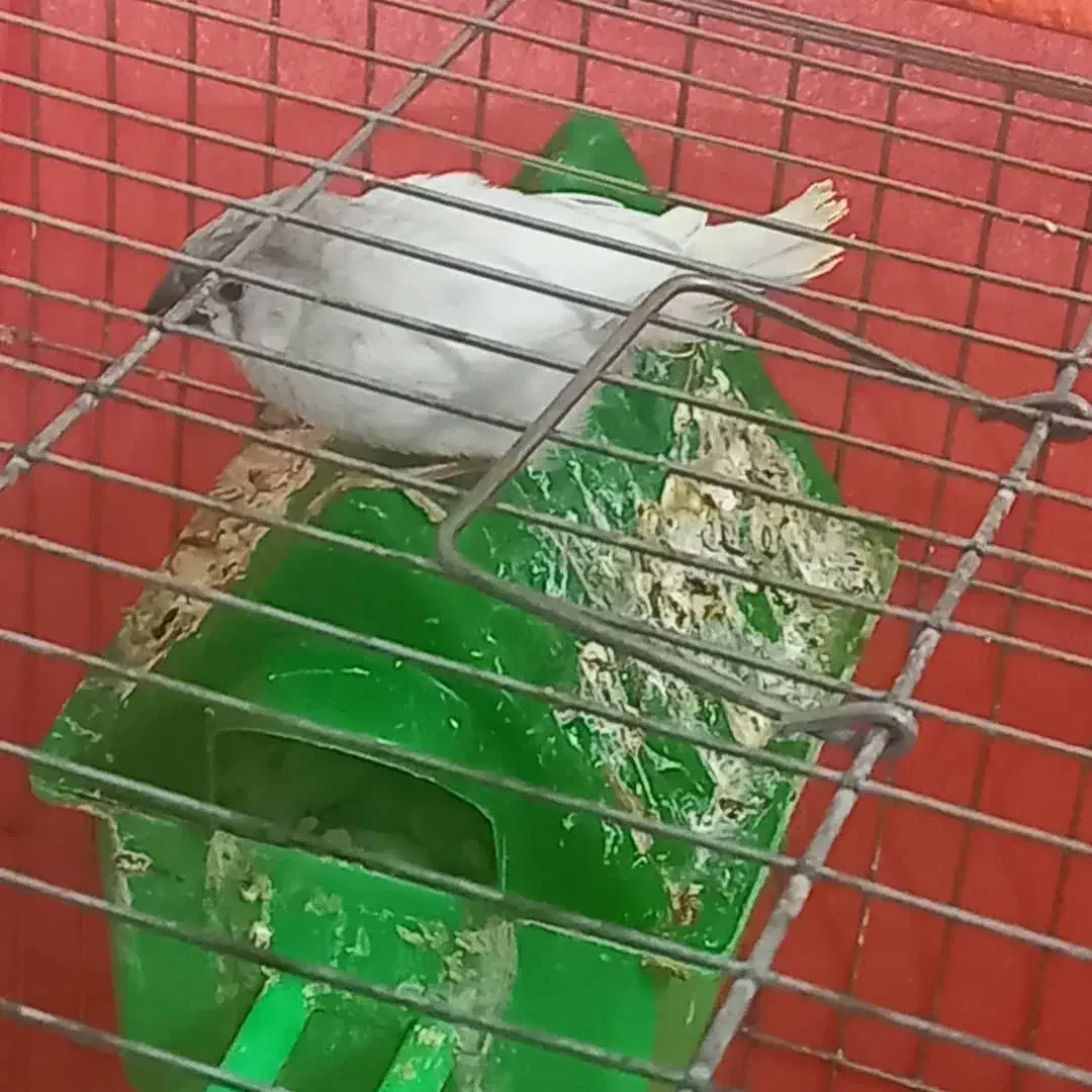 فنچ دستی|پرنده|سیرجان, |دیوار