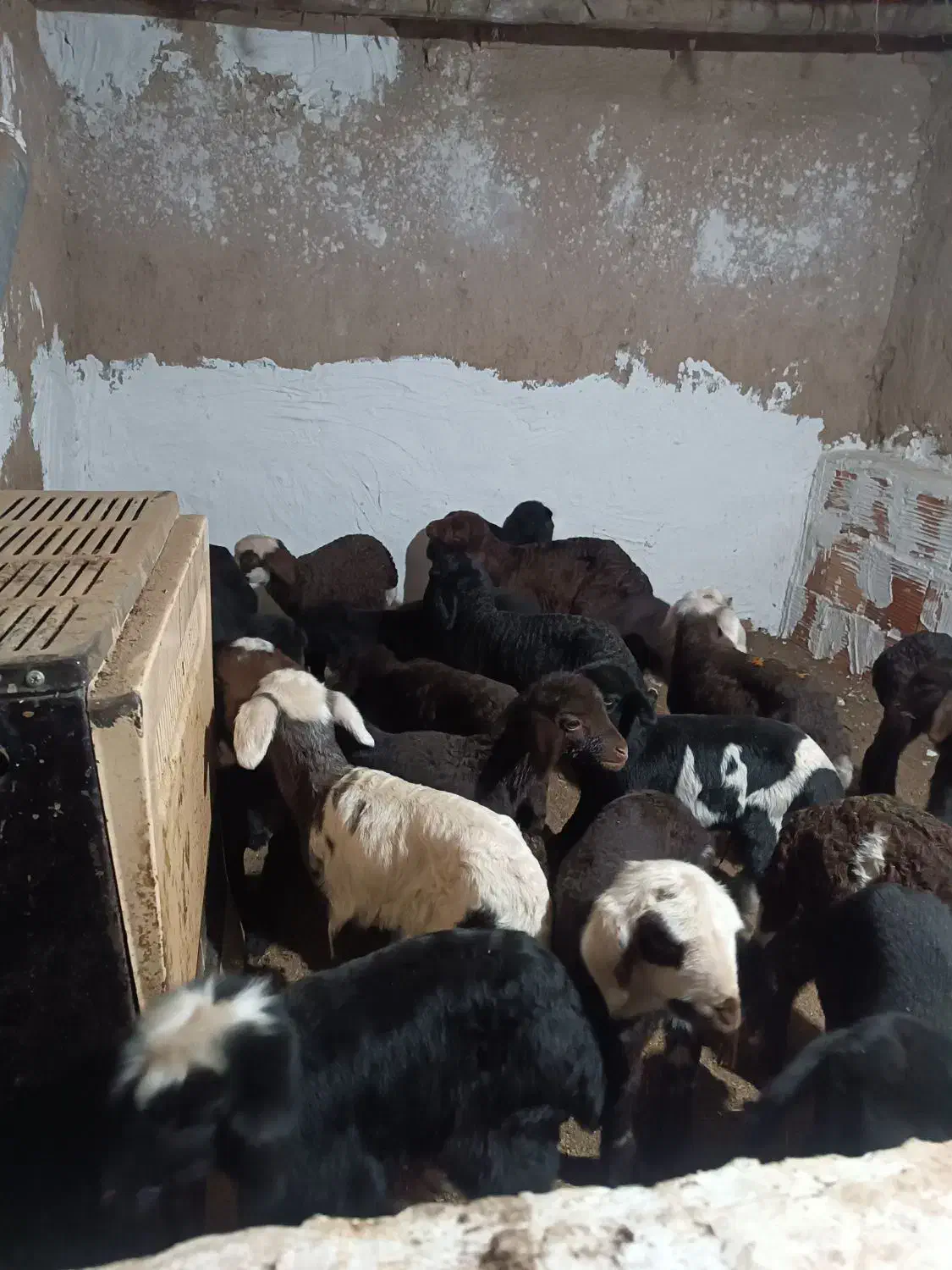 بره شیری سالم و سر حال|حیوانات مزرعه|آق قلا, |دیوار