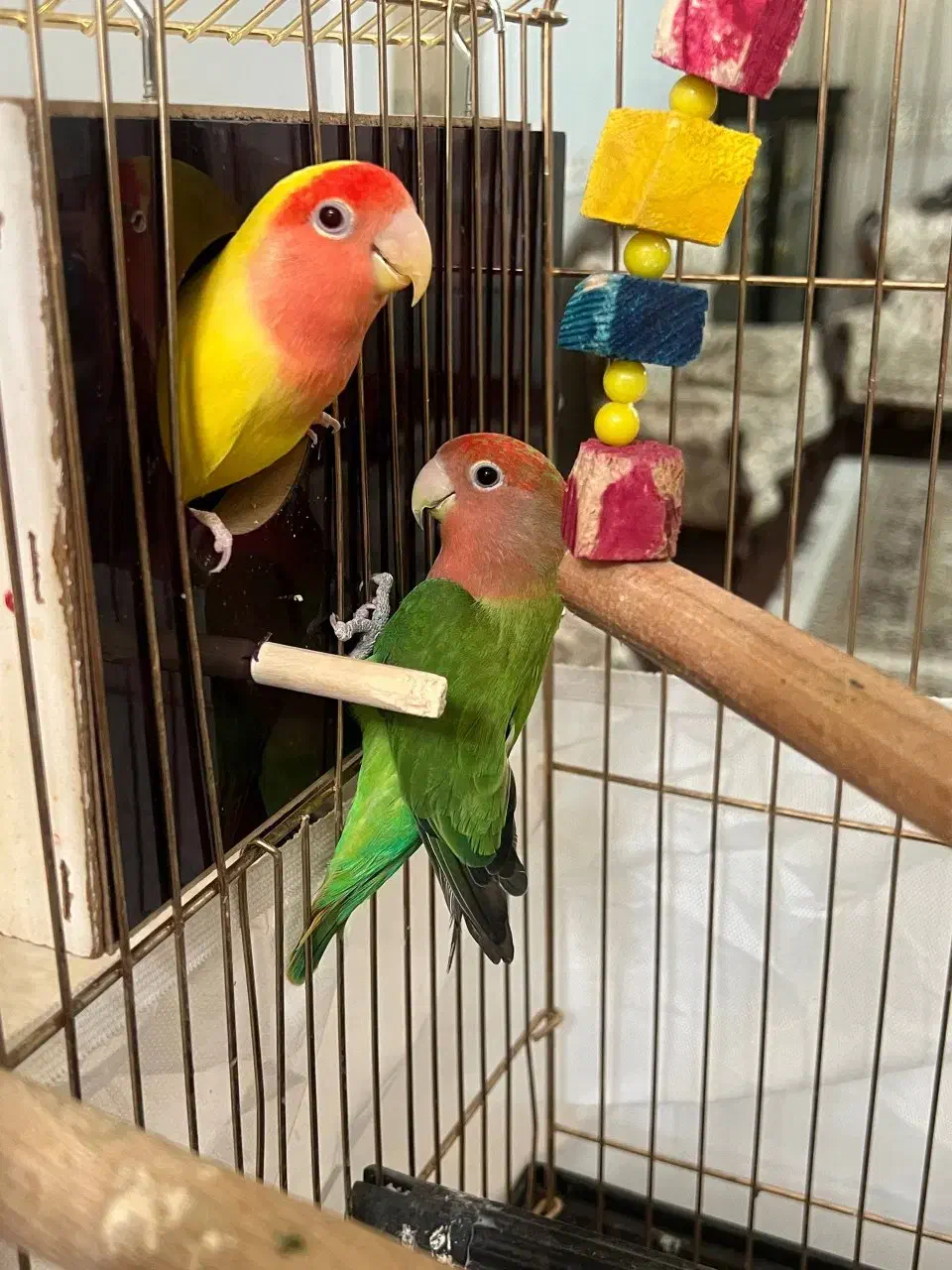 کوتوله خاص|پرنده|قم, نخودی|دیوار