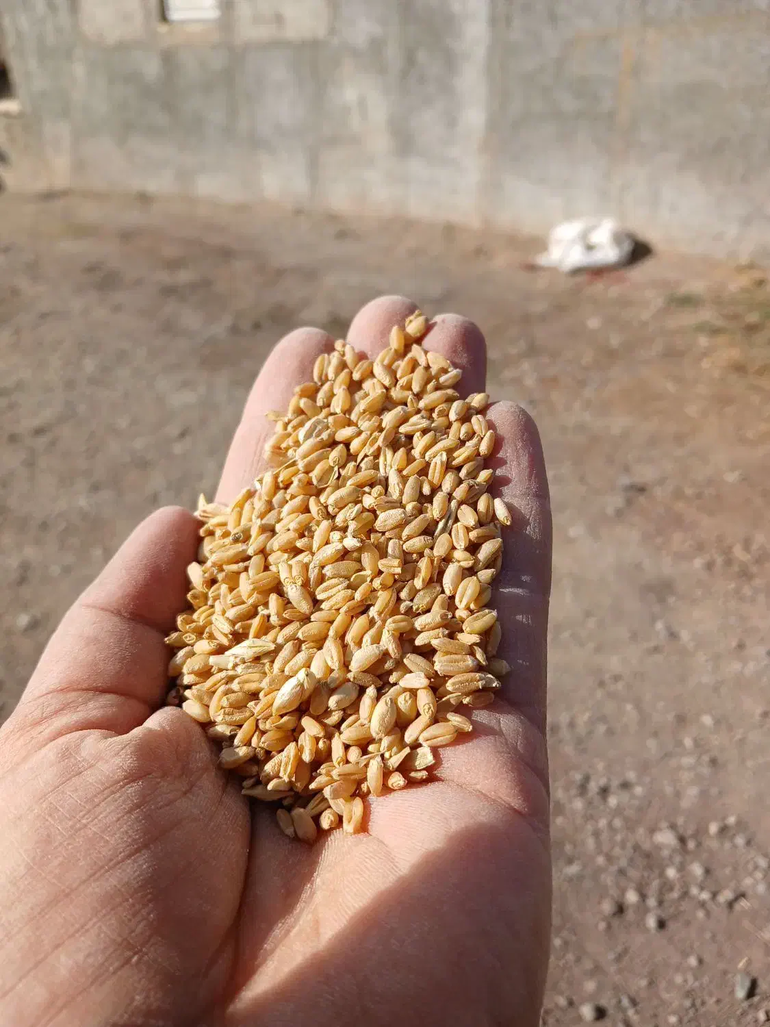 جو و گندم، برای کشاورزان و دامداران عزیز|لوازم جانبی حیوانات|قزوین, |دیوار