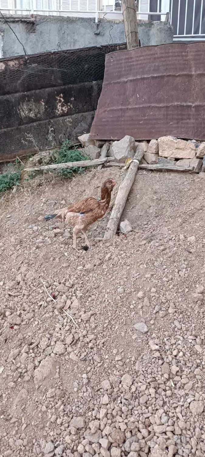 مرغ لاری|حیوانات مزرعه|پاوه, |دیوار