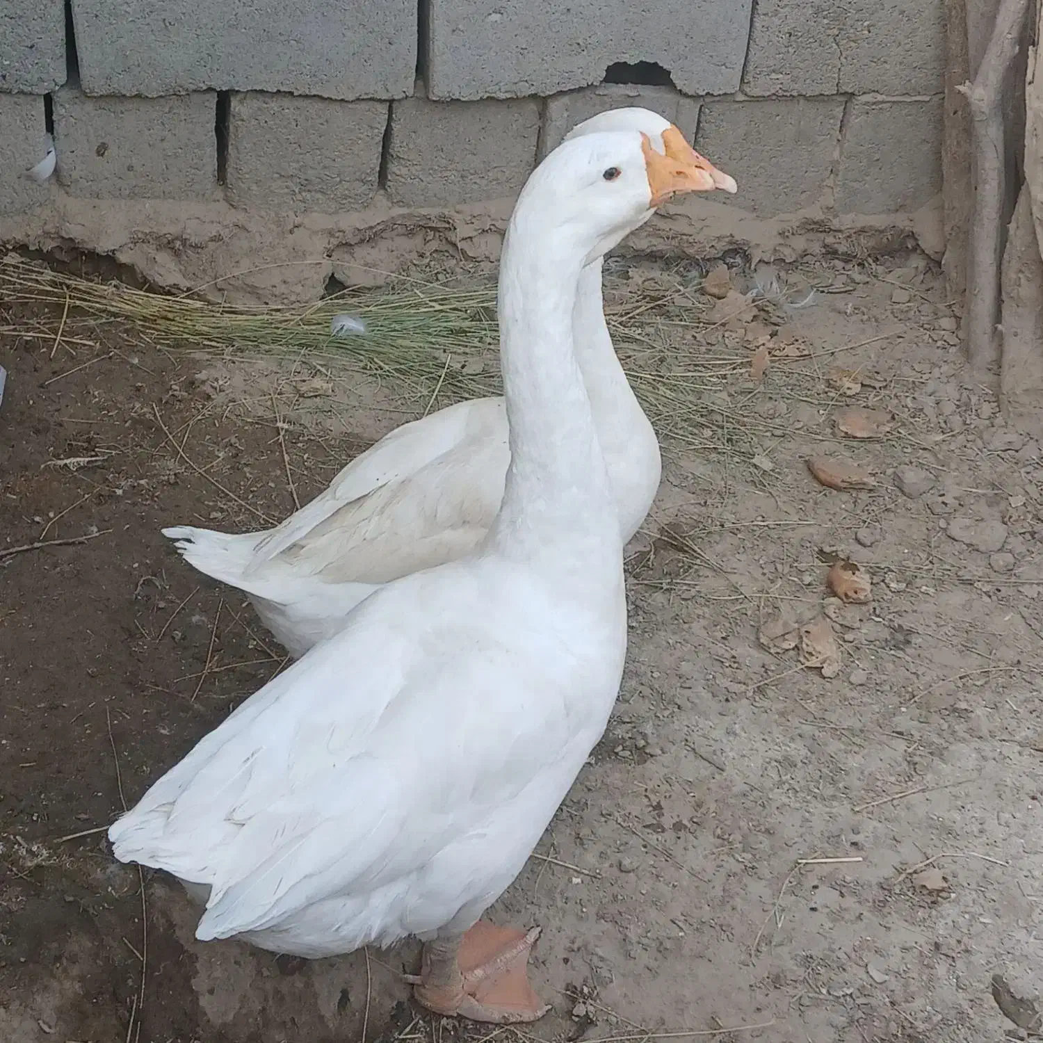 قوغاز خالماگوری مفت|حیوانات مزرعه|زابل, |دیوار