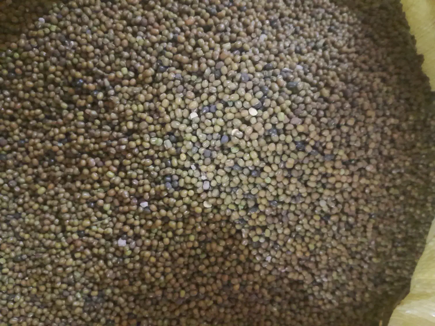 ماش ارتشی|خوردنی و آشامیدنی|رستم, |دیوار