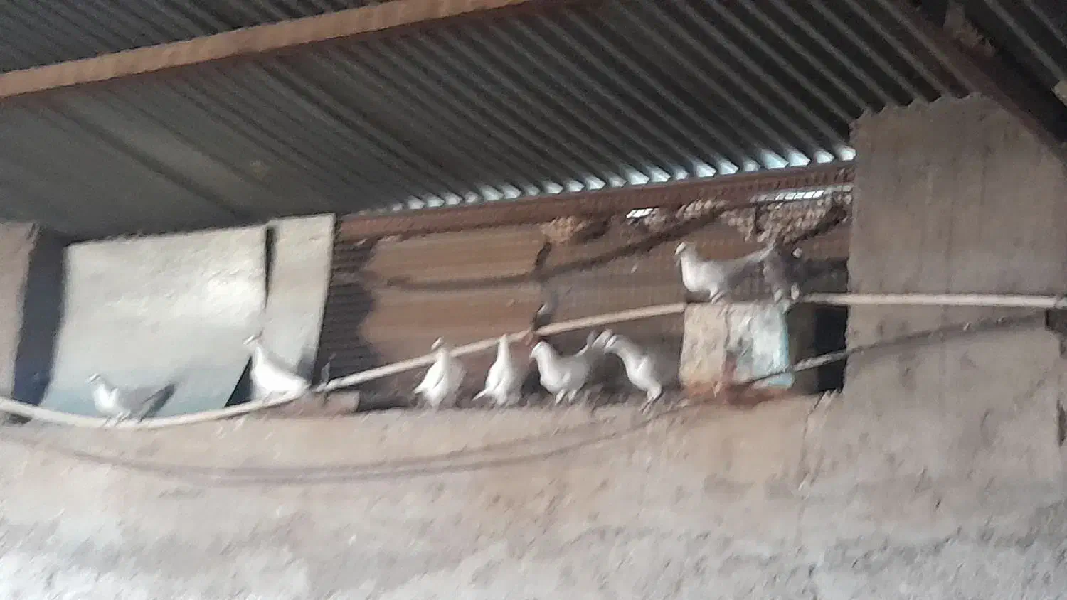 سلام. کفتر.فروشی|پرنده|سده (خراسان جنوبی), |دیوار