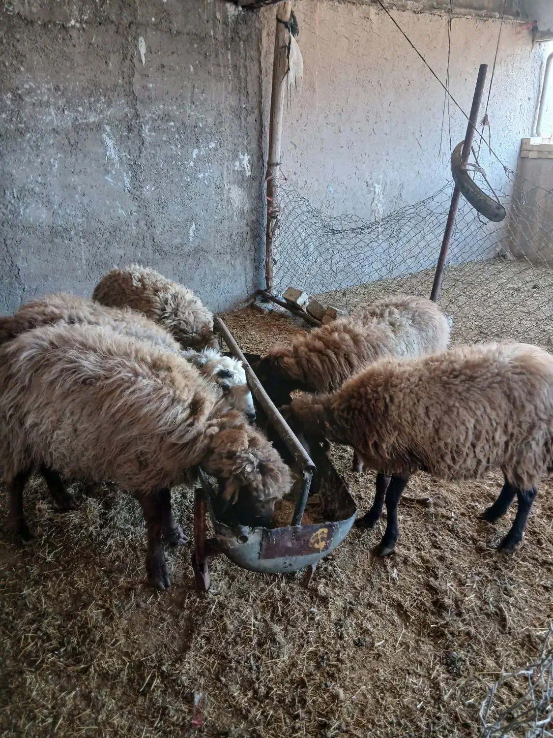 ۴۵۰۰۰۰۰۰|حیوانات مزرعه|جوادآباد, |دیوار