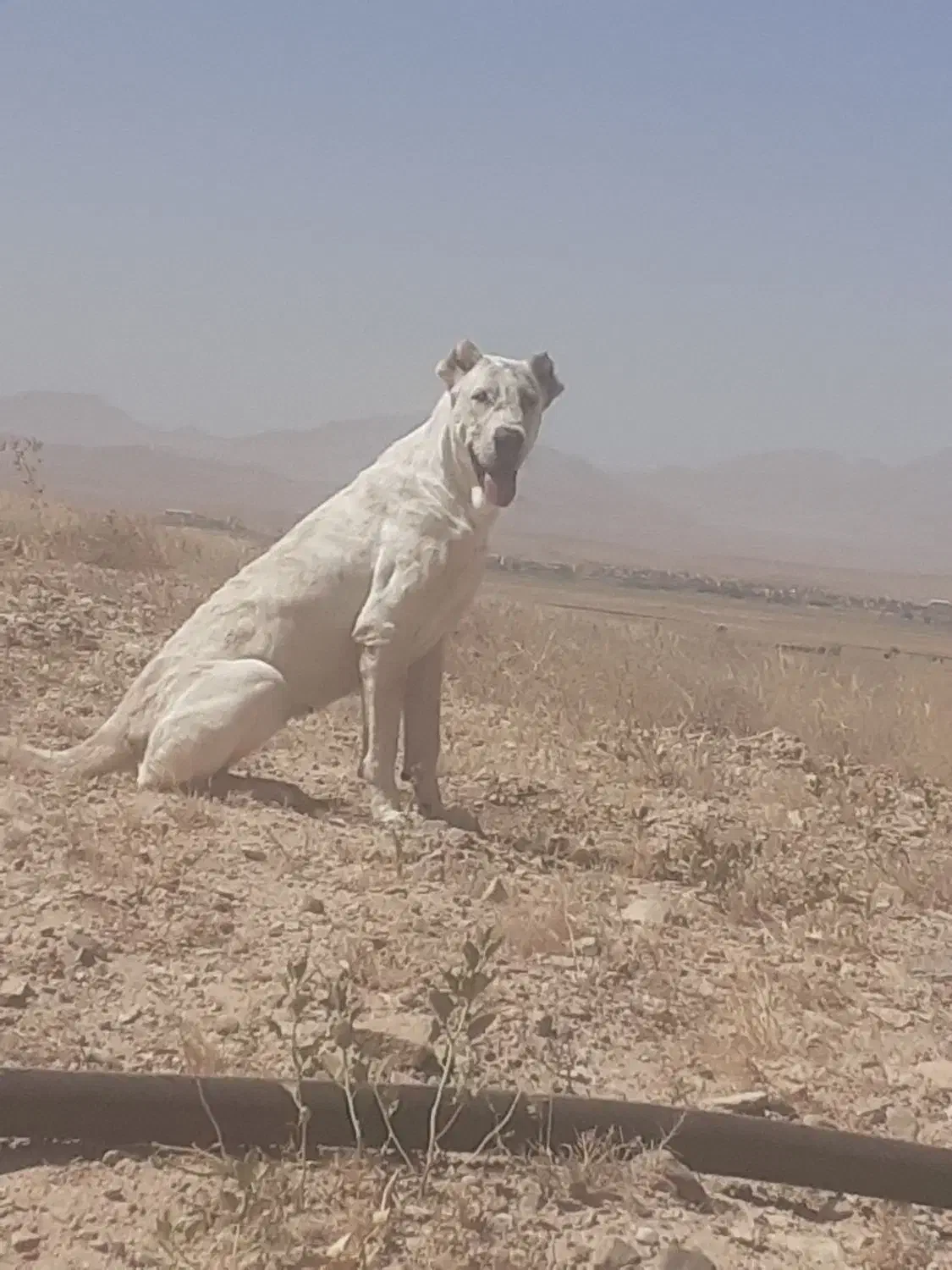 سگ گمشده|سگ|آبکوه, |دیوار