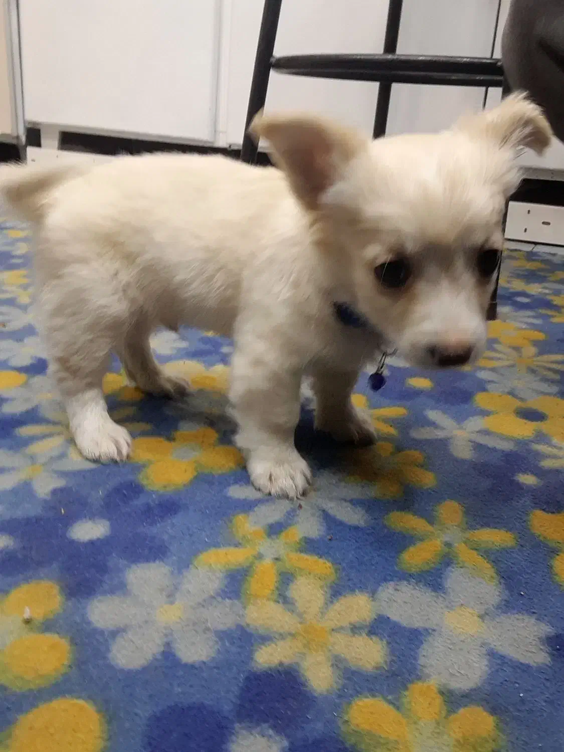 سگ پامر|سگ|مشهد, میعاد (شهرک غرب)|دیوار