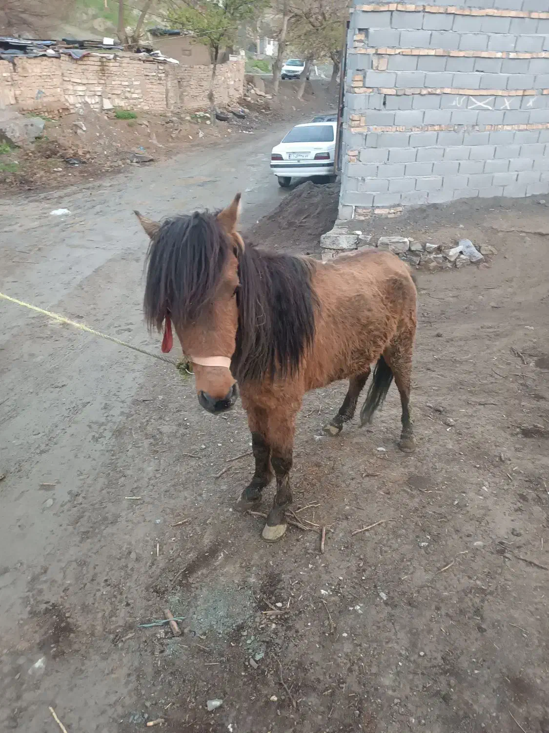 اسب|اسب و تجهیزات اسب‌سواری|مشهد, آبادگران|دیوار