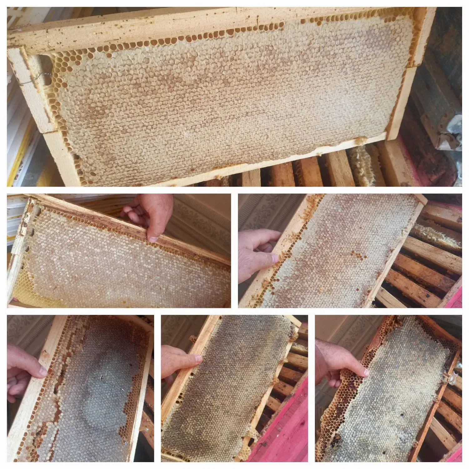 عسل طبیعی کیفیت بالا|خوردنی و آشامیدنی|شاهین دژ, |دیوار