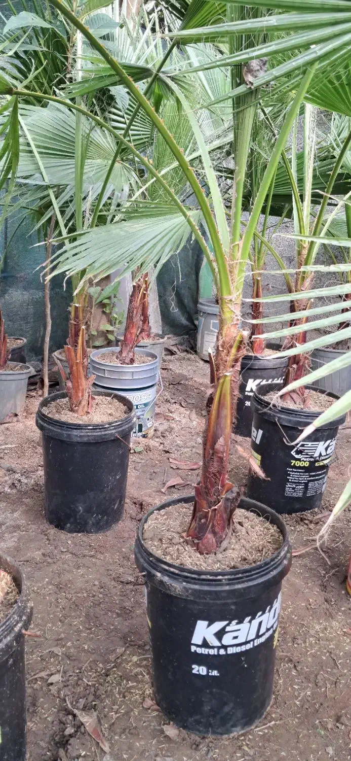 تولید گیاهان فضای سبز بیرونی در رشت|گل و گیاه طبیعی|رشت, حومه رشت|دیوار