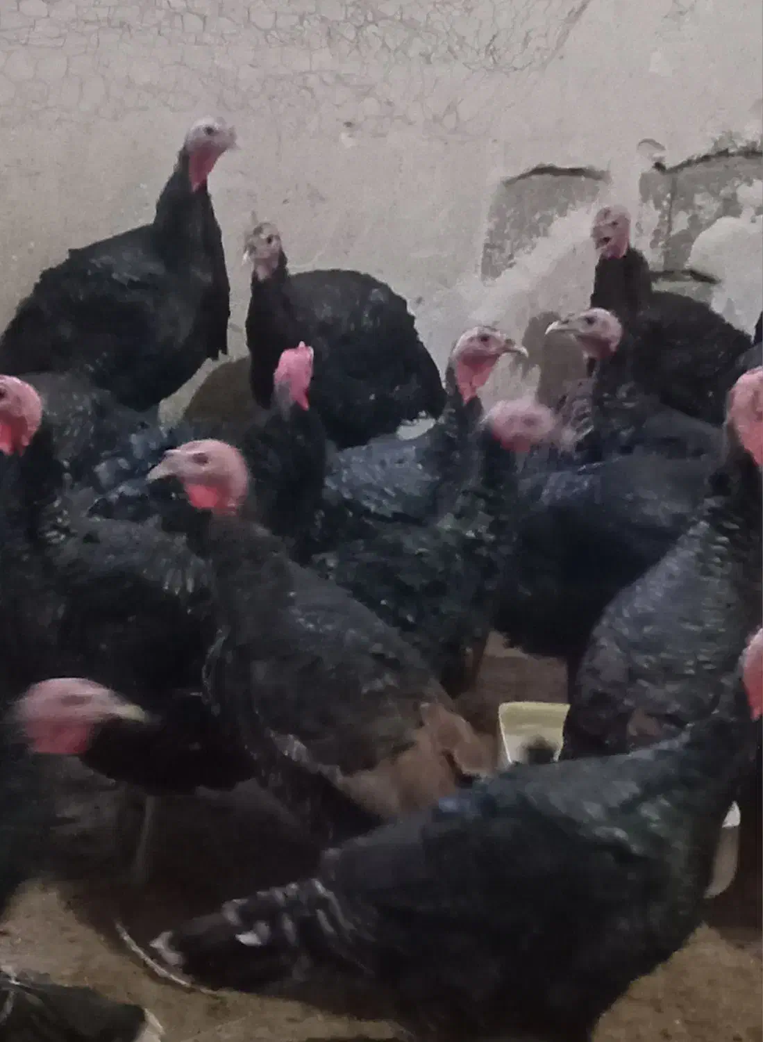 فروش بوقلمون محلی برنز|حیوانات مزرعه|قائم‌شهر, |دیوار