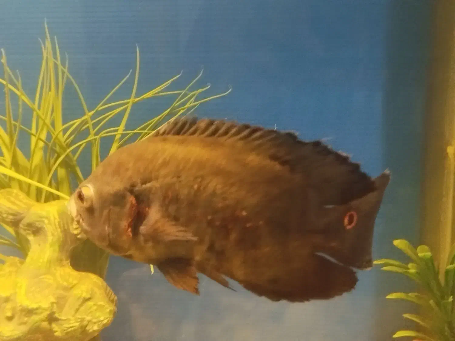 ماهی اسکار|ماهی|خرمدره, |دیوار