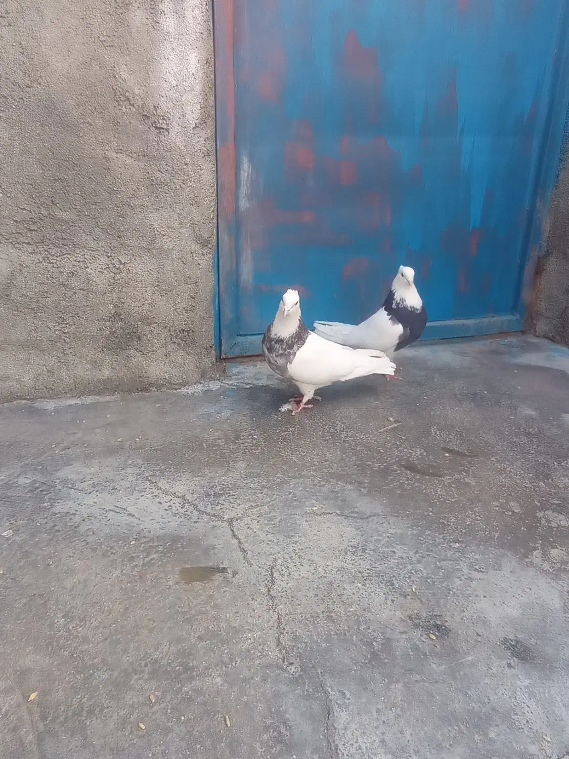 کبوتر|پرنده|سرپل ذهاب, |دیوار