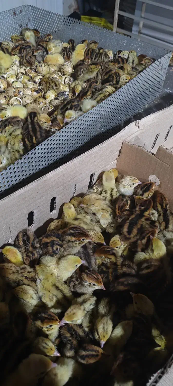 بلدرچین یکروزه|حیوانات مزرعه|خسروشاه, |دیوار