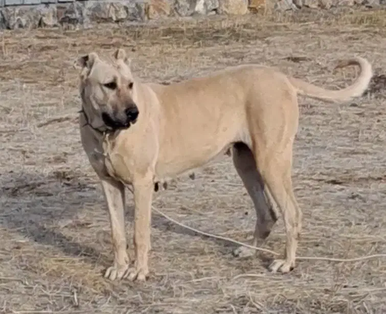 واگذاری ماده سرابی دوساله قد ۸۰ سر کله دار|سگ|اردبیل, |دیوار