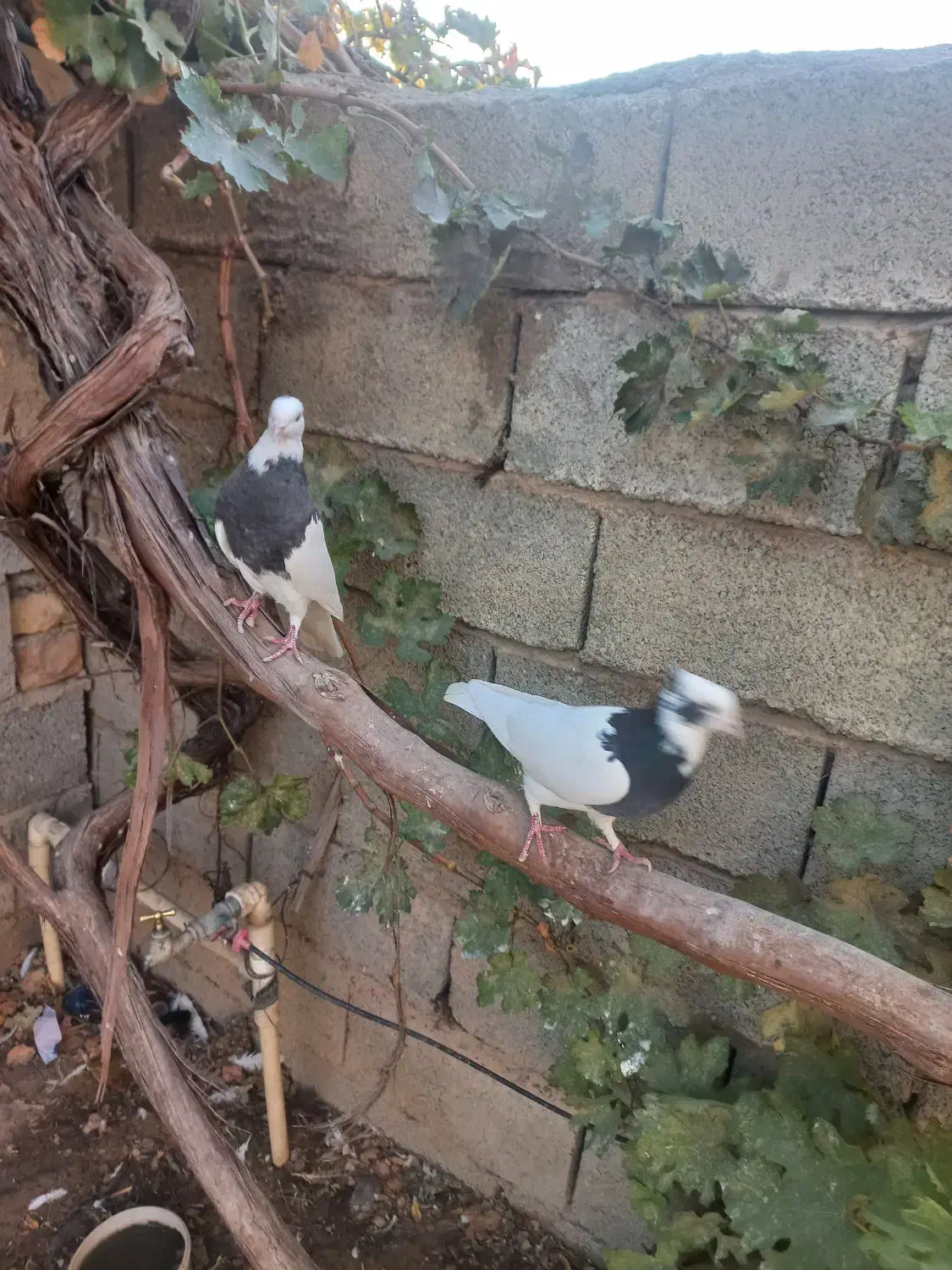 کبوتر طوقی|پرنده|مرودشت, رامجرد یک|دیوار