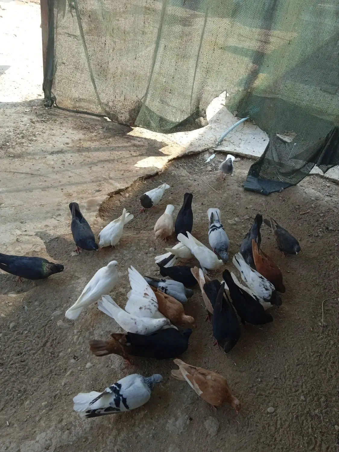 کبوتر رنگی|پرنده|سعدآباد, |دیوار