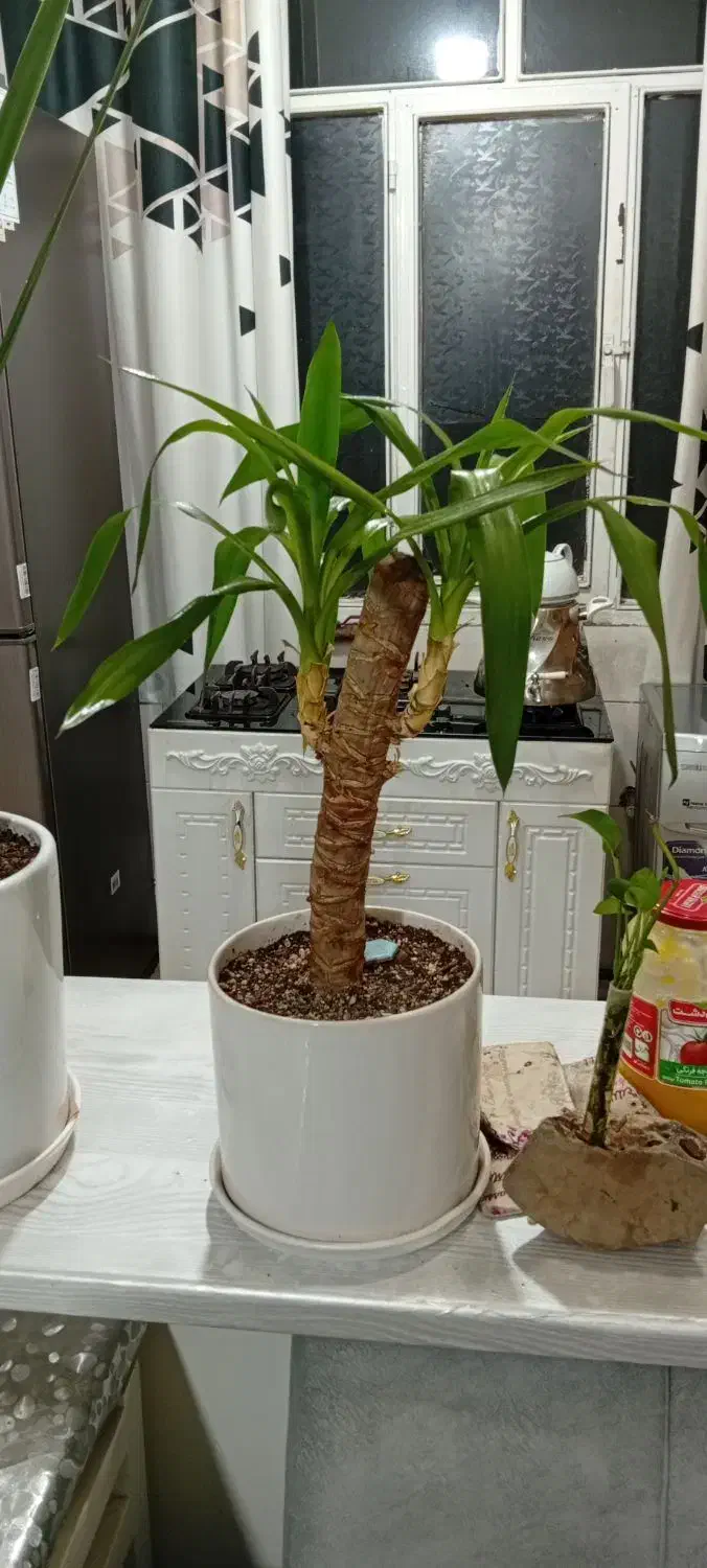 گل طبیعی اپارتمانی|گل و گیاه طبیعی|تهران, دژکام|دیوار