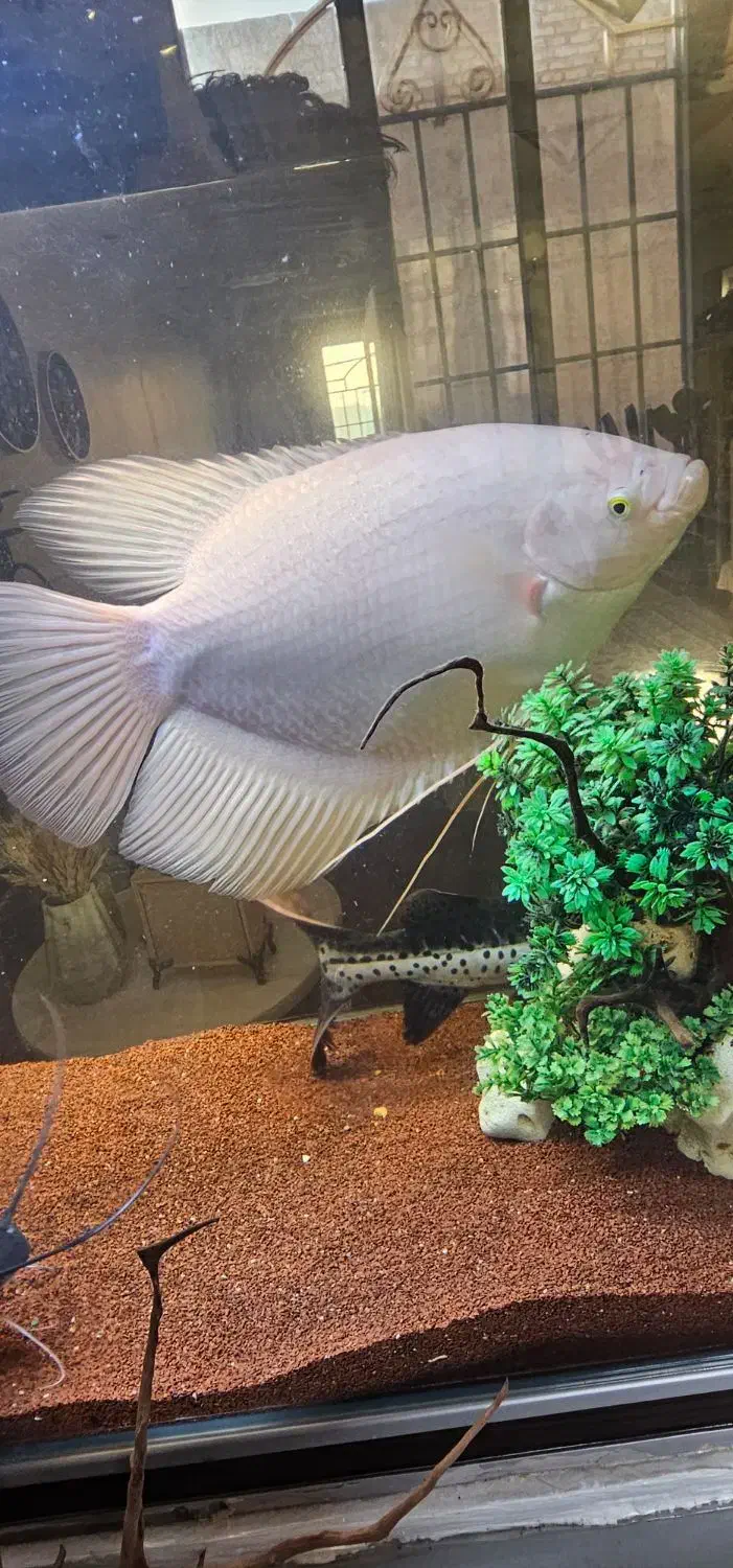 ماهی آکواریوم گوشتخوار|ماهی|اقبالیه, |دیوار