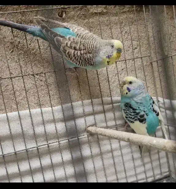 6 عدد مرغ عشق مولد فوری|پرنده|ری, شهرک نظامی|دیوار