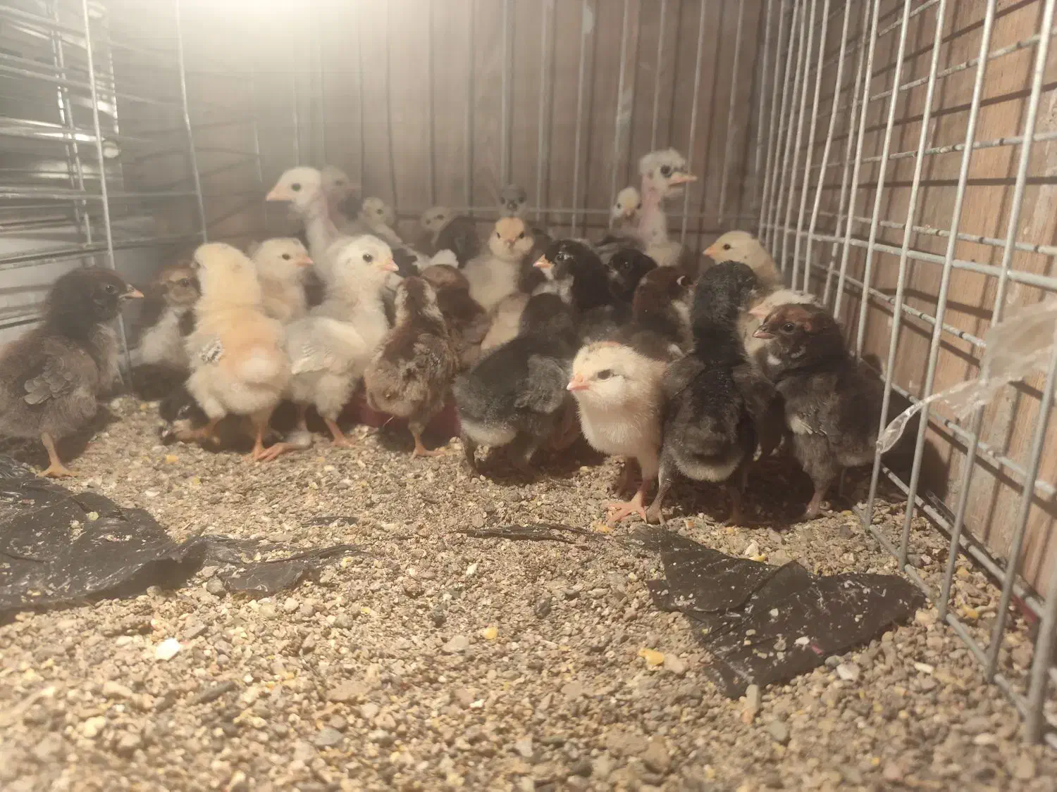 جوجه گلین|حیوانات مزرعه|سیرجان, |دیوار