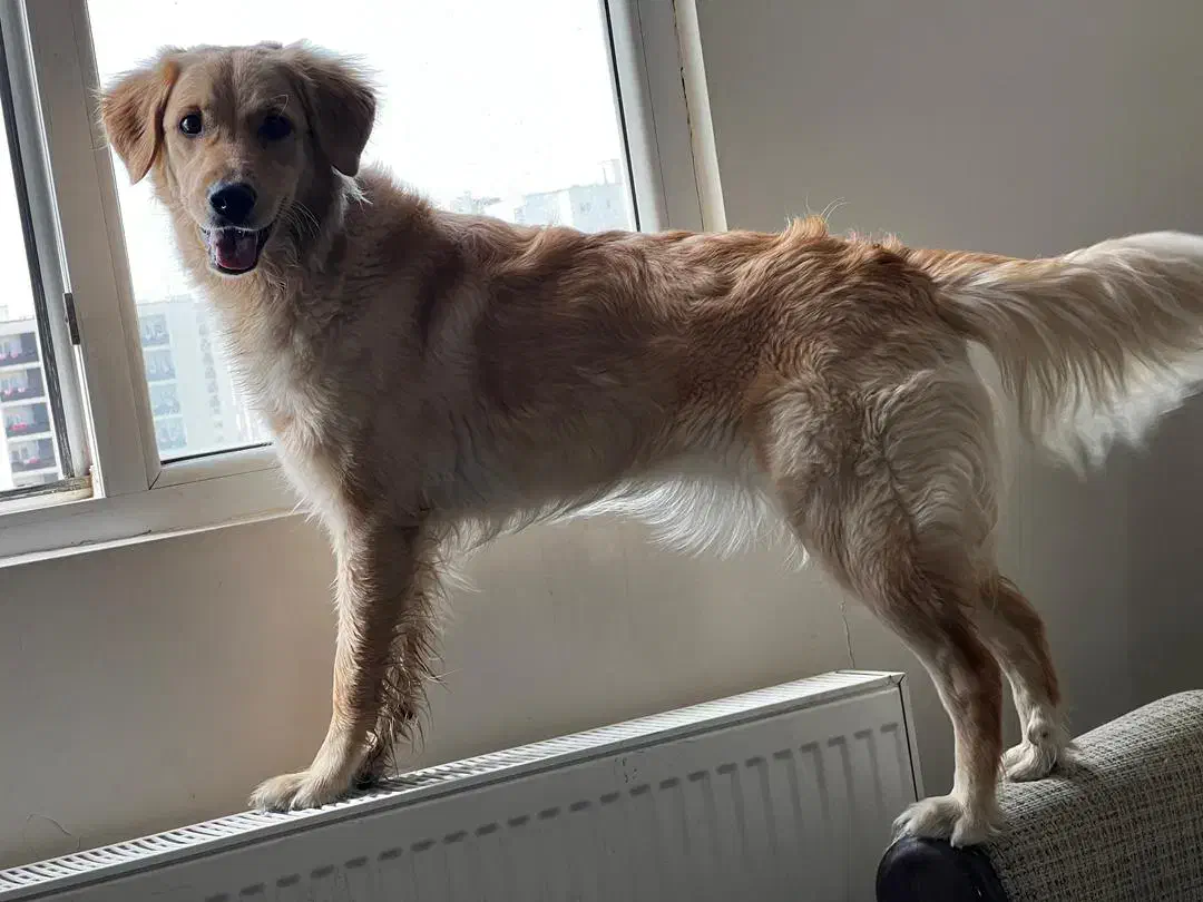 واگذاری گلدن رتریور|سگ|پردیس, فاز ۱۱|دیوار