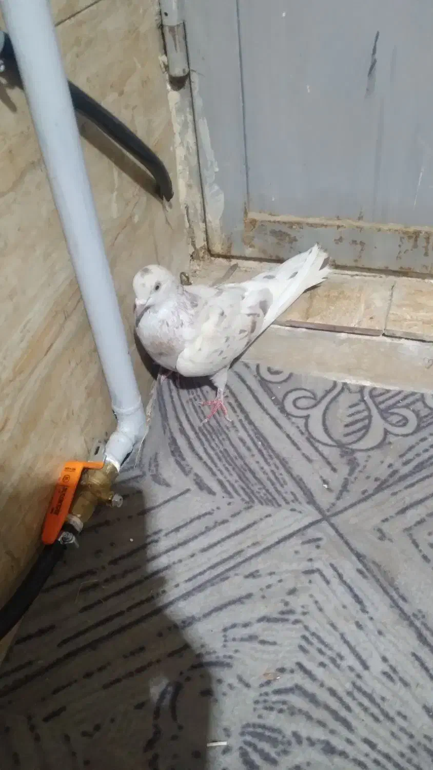 کفتر|پرنده|بهارستان, |دیوار