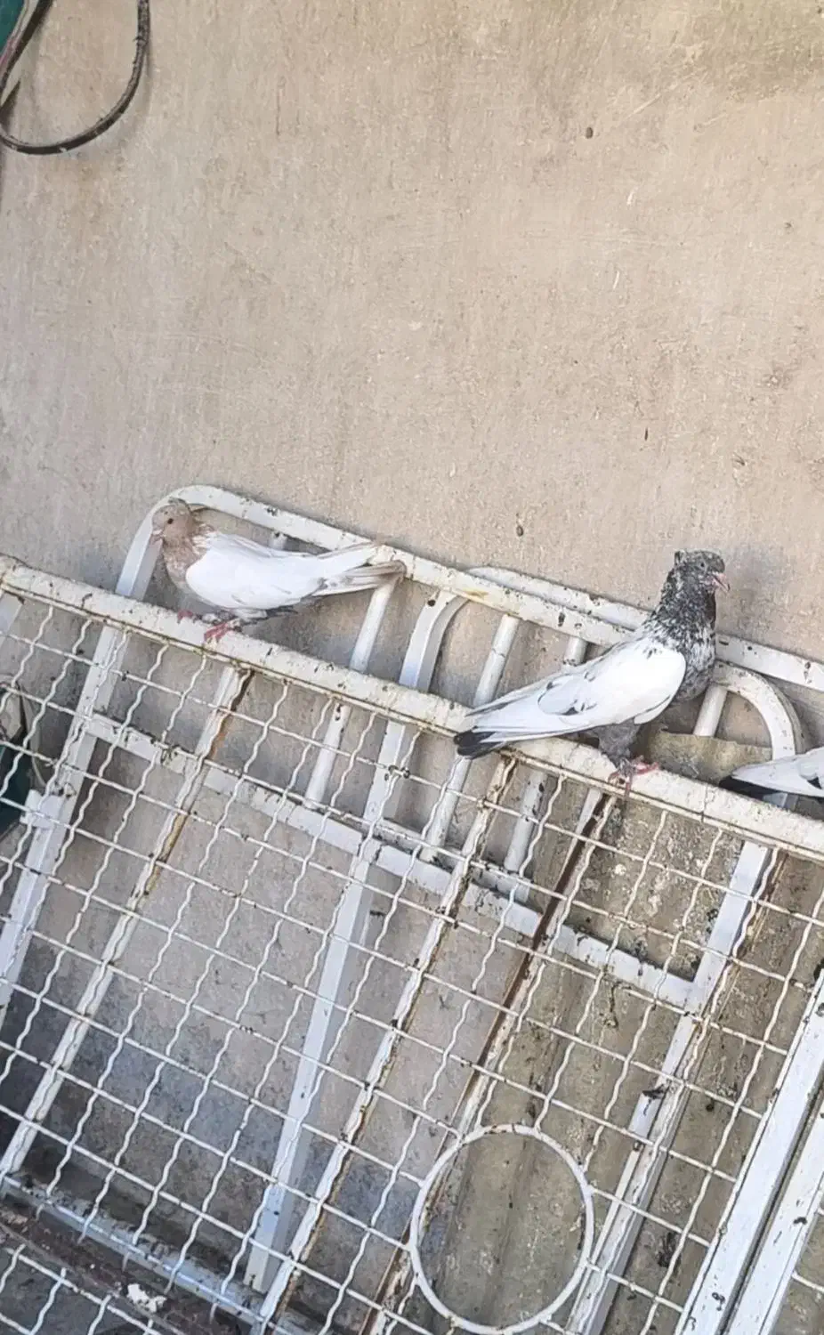8تا سینه ای|پرنده|قم, مجیدیه|دیوار