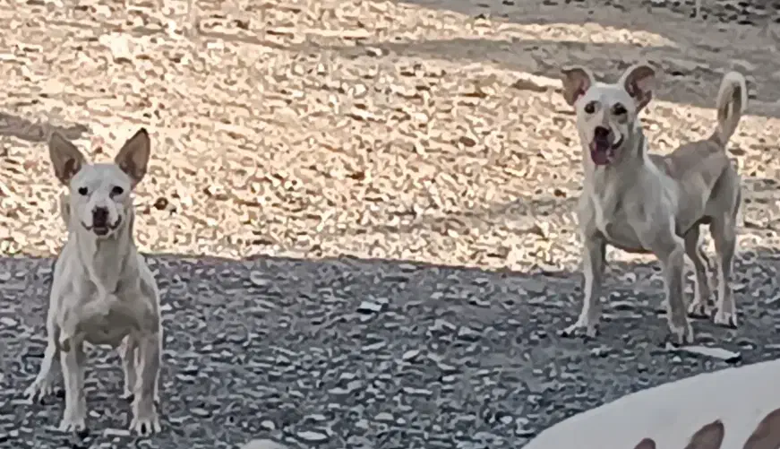 سگ پاکوتاه|سگ|قائن, |دیوار