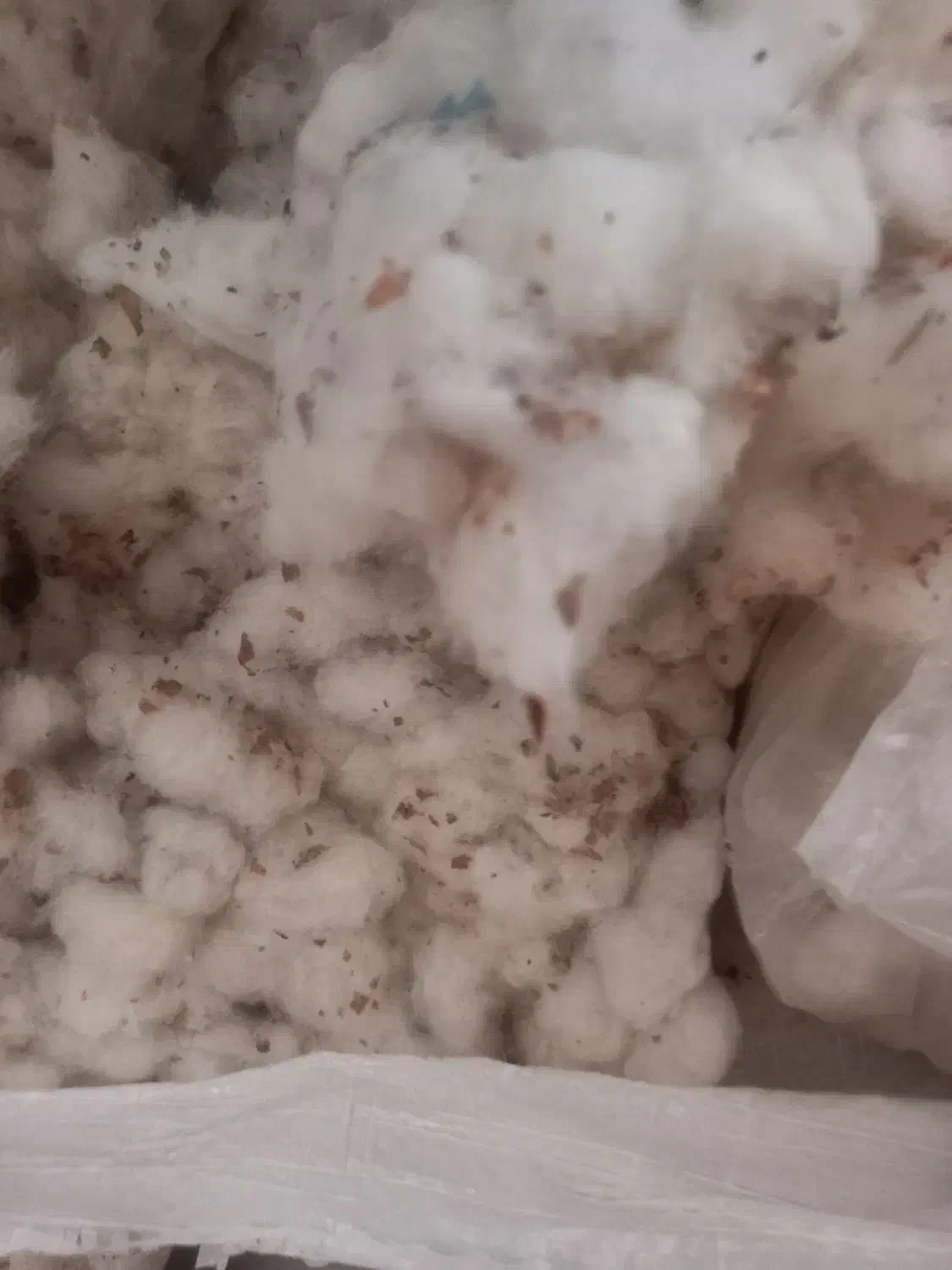 پنبه تمیز نشده سمنان|رختخواب، بالش، پتو|سمنان, |دیوار