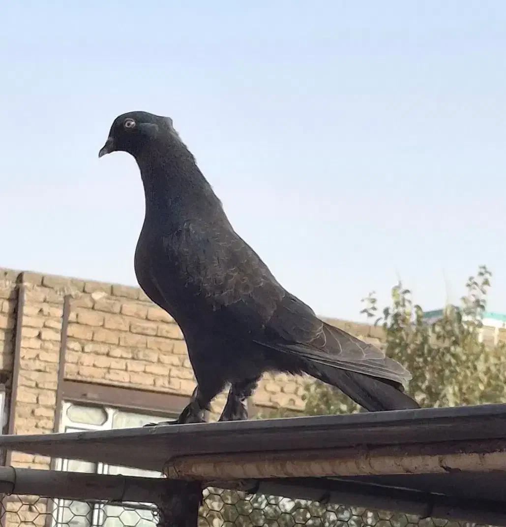 کبوتر مغلوف|پرنده|قم, کیوانفر|دیوار