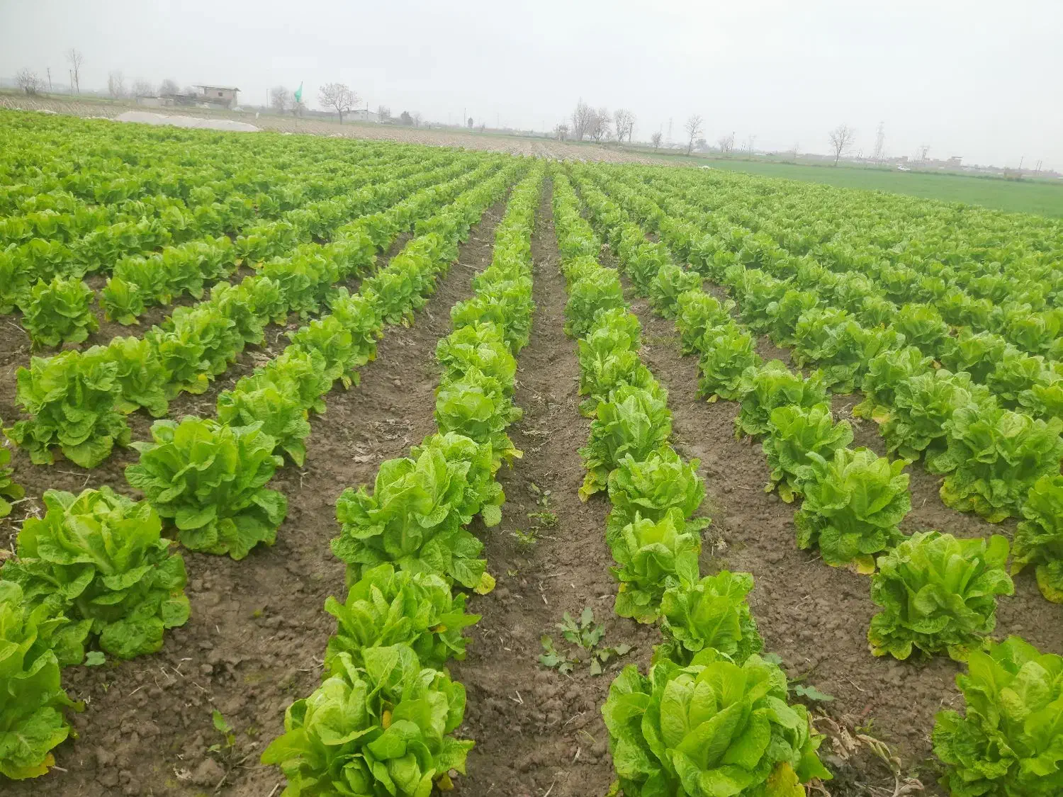 کاهو|خوردنی و آشامیدنی|خان ببین, |دیوار