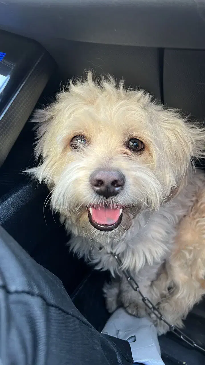 سگ گمشده به یابنده مژدگانی داده میشود|حیوانات|اسلامشهر, شهرک مهدیه|دیوار