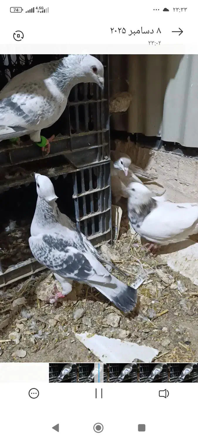 فروش حیوون|پرنده|کاشمر, |دیوار