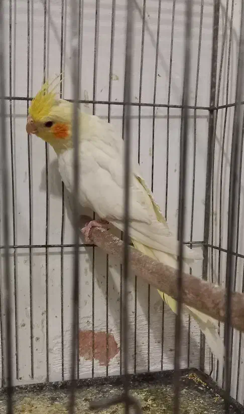 عروس هلندی|پرنده|سبزوار, هویزه|دیوار