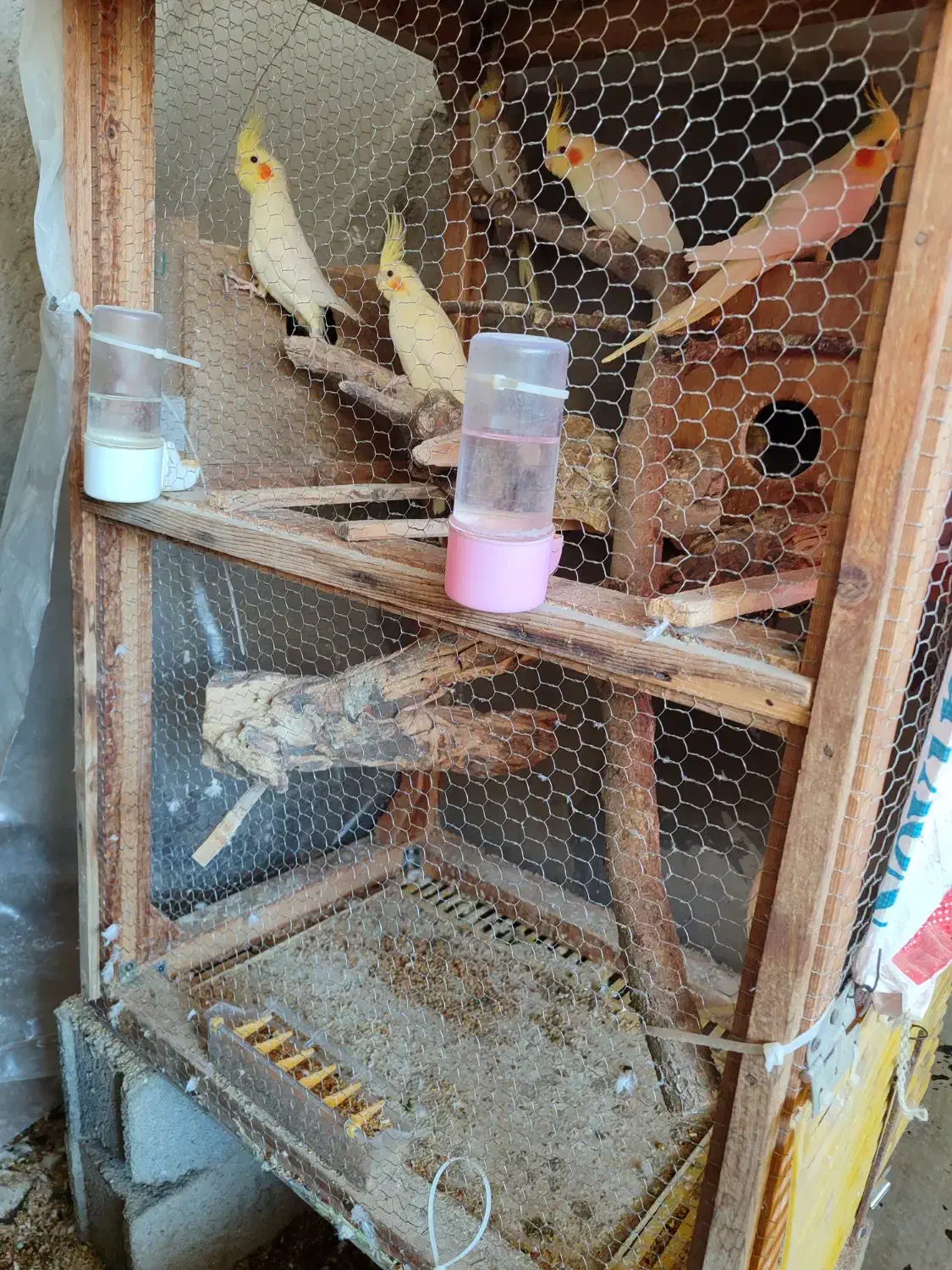 عروس هلندی|پرنده|نگین شهر, |دیوار