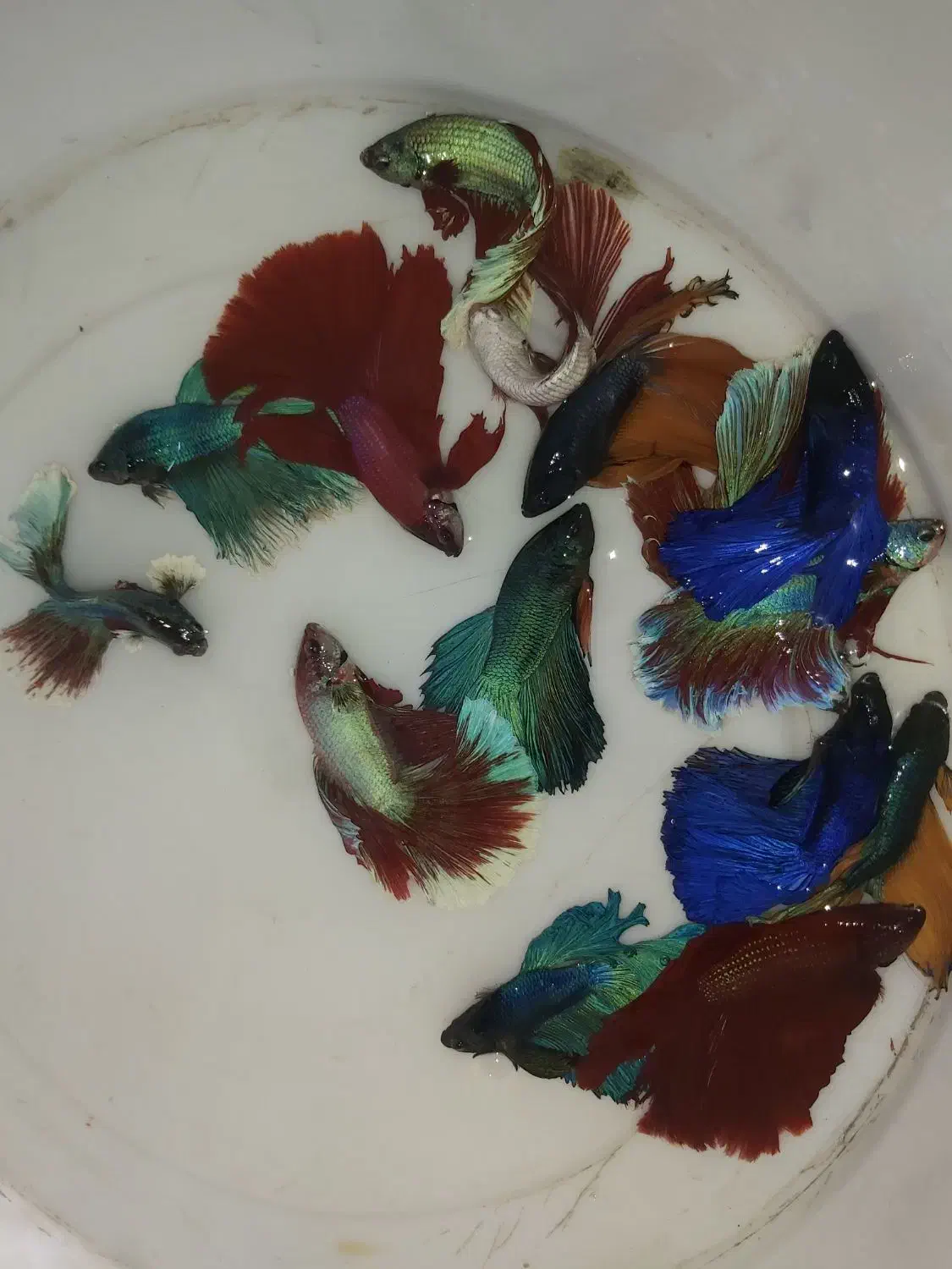 ماهی فایتر|ماهی|کرمان, |دیوار