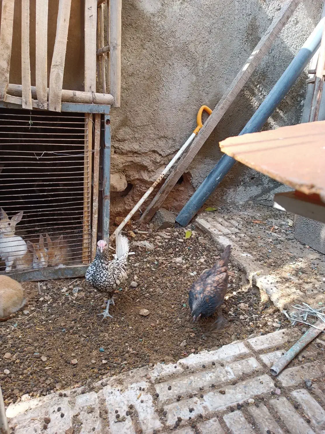 مرغ وخروس|حیوانات مزرعه|صحنه, |دیوار