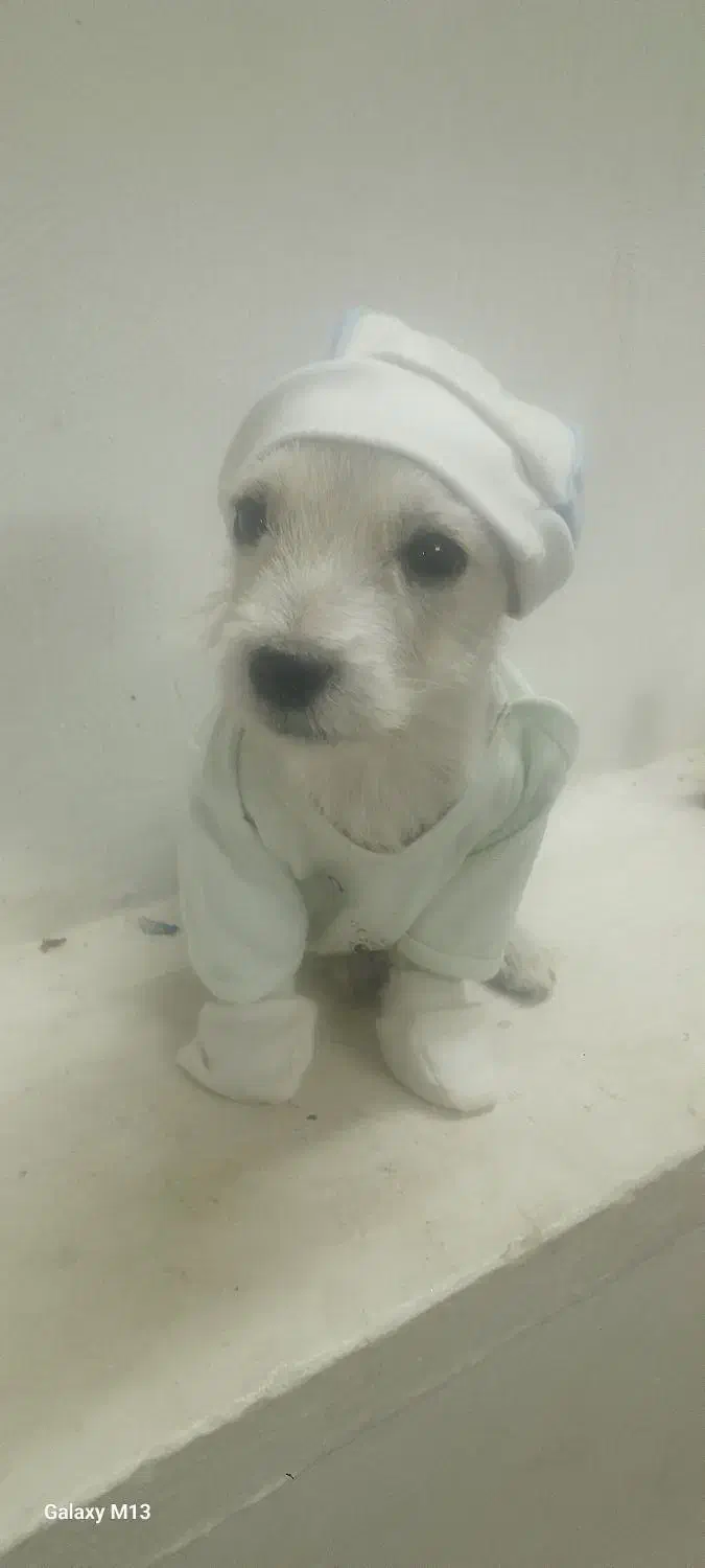 2 قلاده توله 5 ماهه نژاد اشپیتز نر و ماده|سگ|دامغان, |دیوار