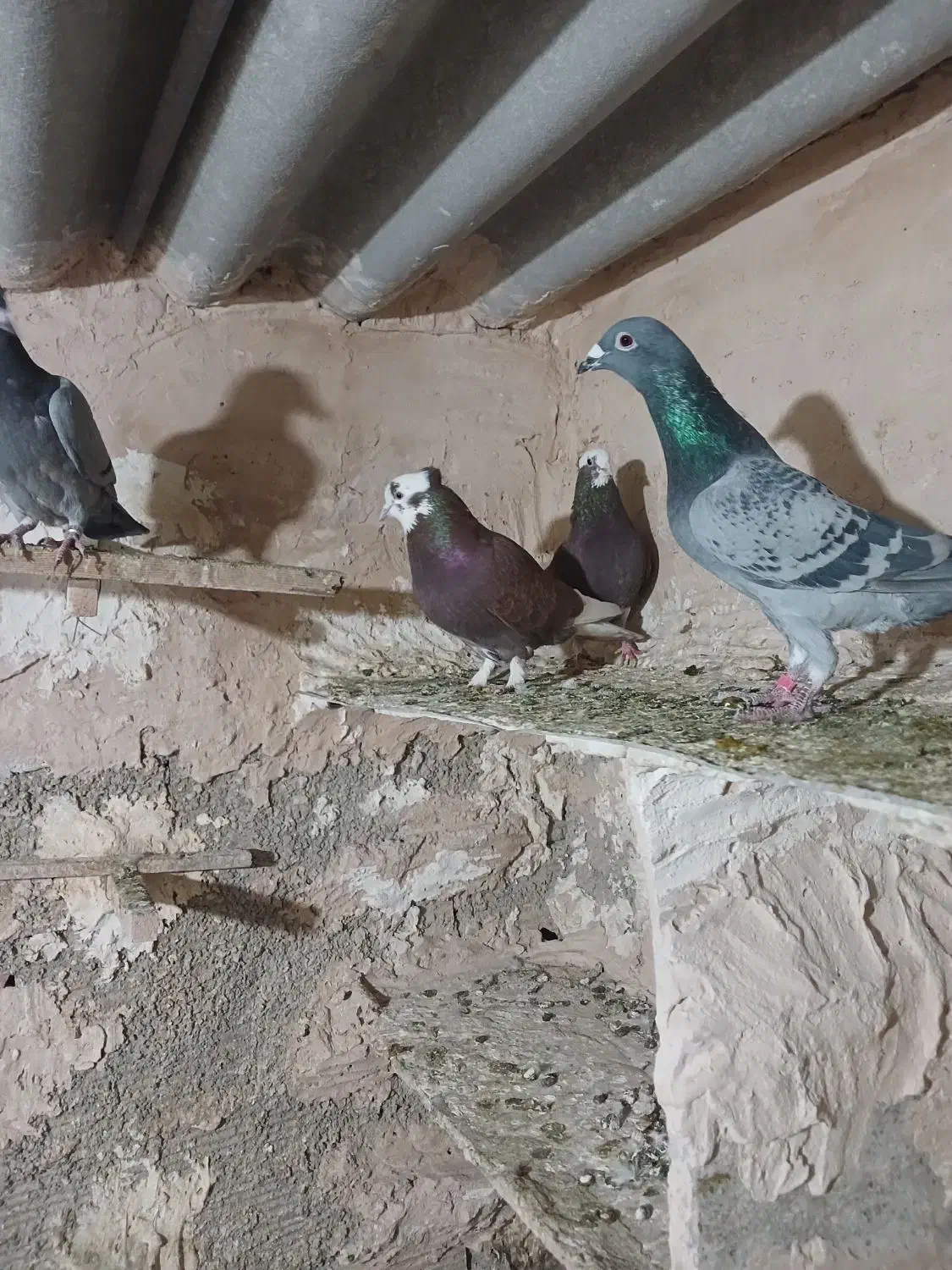 کفتر تهرانی شازده قرمز|پرنده|تهران, شهرک رضویه|دیوار