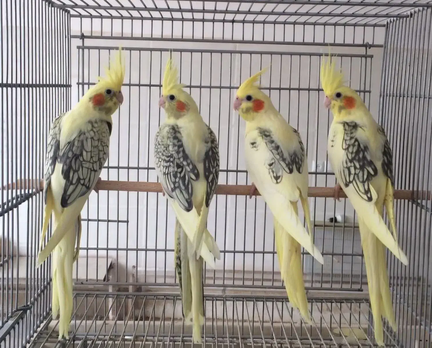 عروس هلندی دوکت|پرنده|ساری, |دیوار