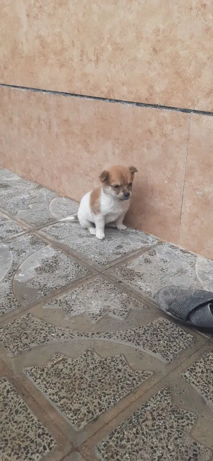 سگ پاپی|سگ|تربت جام, جامرود|دیوار