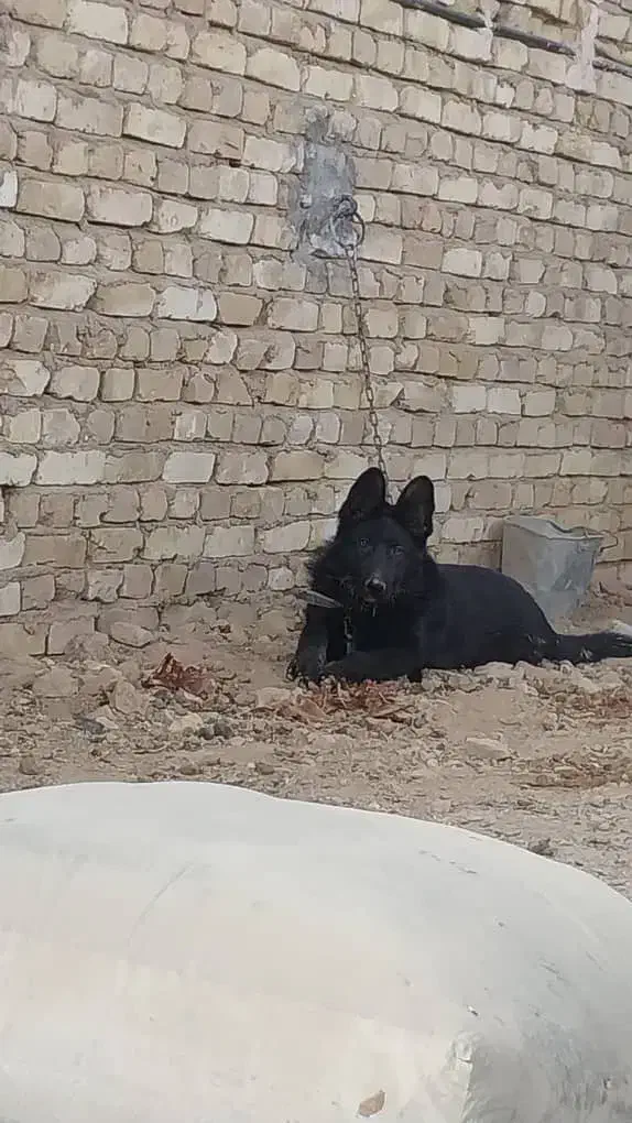 فروش سگ ژرمن وقدر جونی|سگ|اردکان, |دیوار