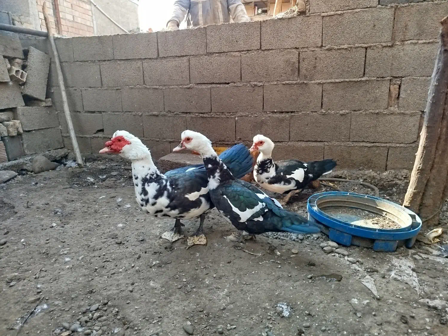 اردک اسراییلی|حیوانات مزرعه|سرخنکلاته, |دیوار