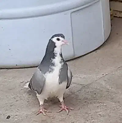 کبوتر مفلق گم شده|حیوانات|اصفهان, شهرک کاوه|دیوار